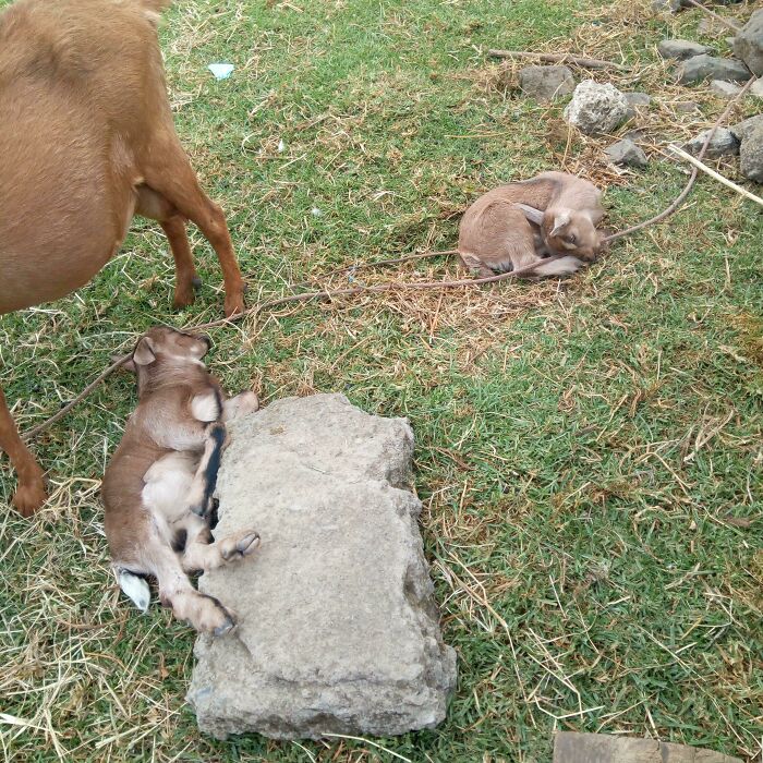 Two baby goats enjoying a nap outdoors on grass near a larger goat and a rock.