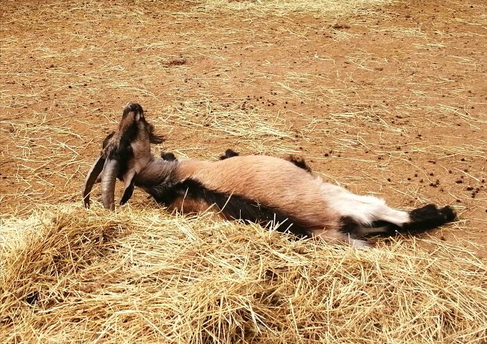 Goat enjoying a nap lying on a bed of hay in an outdoor farm setting captured in a candid shot.