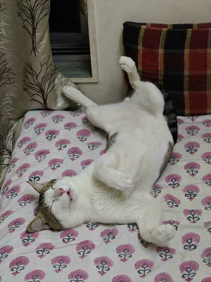 Cat enjoying a nap on a patterned bed, showcasing adorable animal napping moments captured by people.