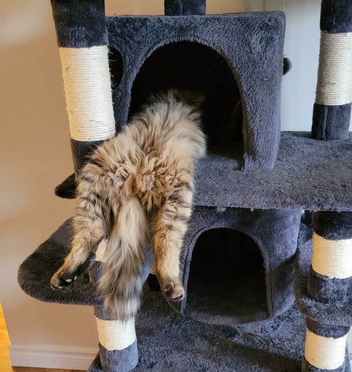 Fluffy cat enjoying a nap with its legs hanging out of a cozy cat tree, capturing adorable animal rest moments.