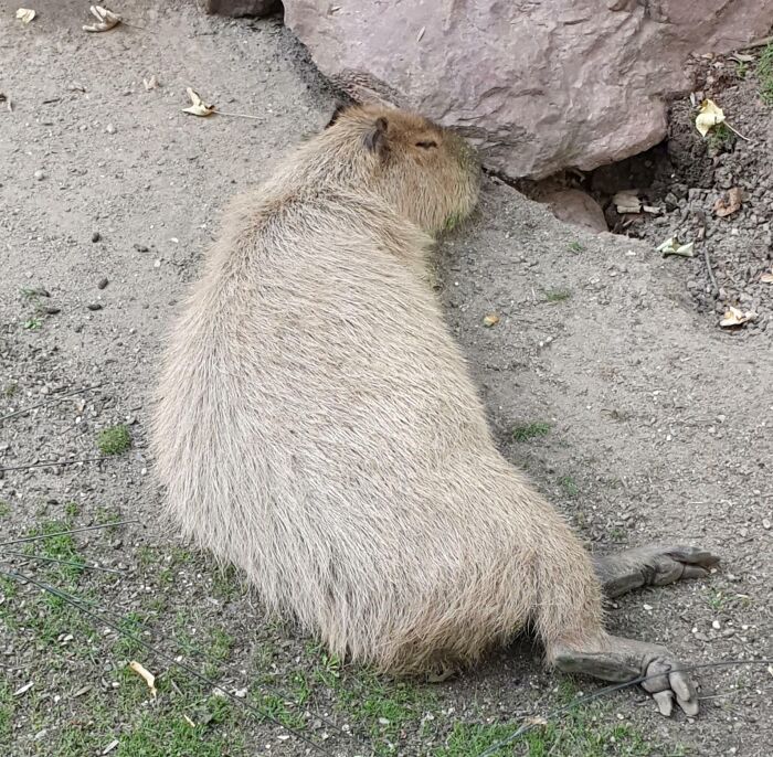 Capybara enjoying a peaceful nap on the ground beside a rock, showcasing animals enjoying a nap in nature.