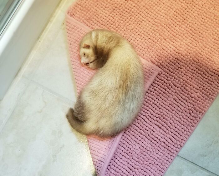 Ferret enjoying a nap curled up on a pink textured mat, showcasing animals enjoying a nap in peaceful rest.