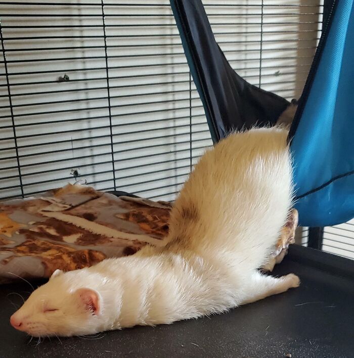 Ferret enjoying a nap in an unusual sleeping position inside its cage, showcasing animals enjoying a nap moment.