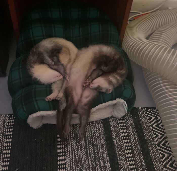 Two ferrets enjoying a nap curled up together on a small green plaid pet bed indoors.