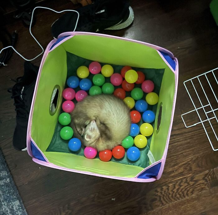 Ferret enjoying a nap curled up in a colorful ball pit, showcasing animals enjoying a nap in a cozy setting.