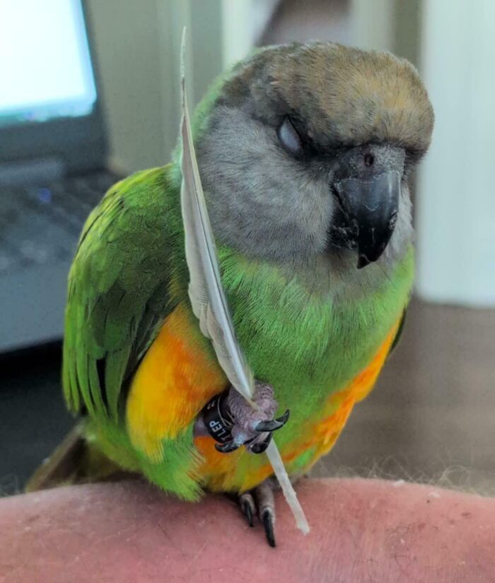 A colorful bird enjoying a nap while holding a feather, capturing a charming moment of animals enjoying a nap.