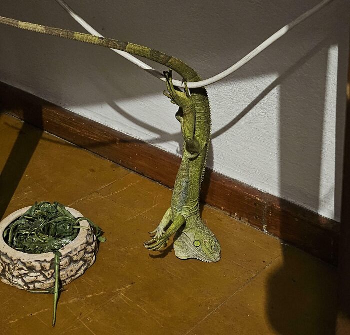 Green lizard enjoying a nap hanging upside down indoors near a plant pot, captured in a unique animal nap moment.