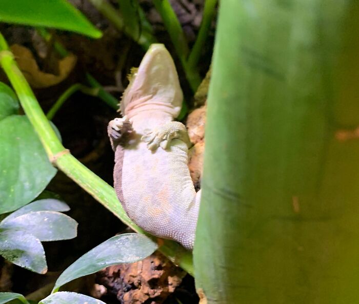 Gecko enjoying a nap resting on a plant stem surrounded by green leaves, captured as part of animals enjoying a nap.