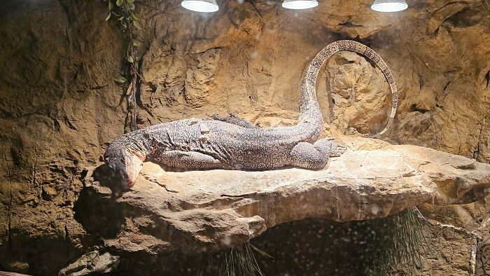 Large lizard enjoying a nap on a rock under warm lights, showcasing animals enjoying a nap in a naturalistic habitat.