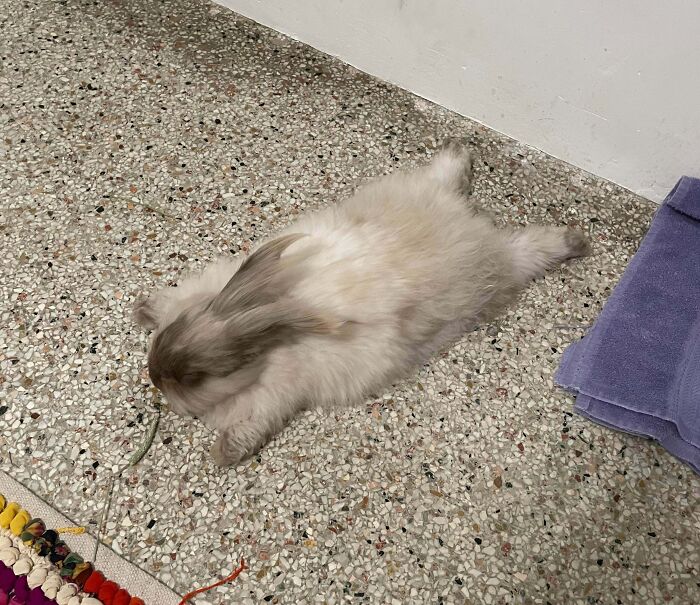 Fluffy bunny enjoying a nap stretched out on a tiled floor, one of many animals caught napping in adorable moments.