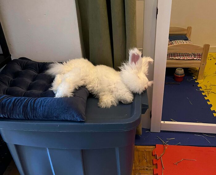 Fluffy white rabbit enjoying a nap resting on a cushion and plastic container in a cozy indoor space.