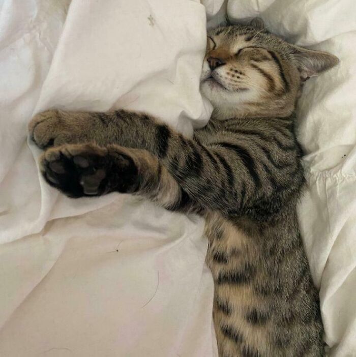 Tabby cat enjoying a nap stretched out comfortably on a white blanket, showcasing animals enjoying a nap.