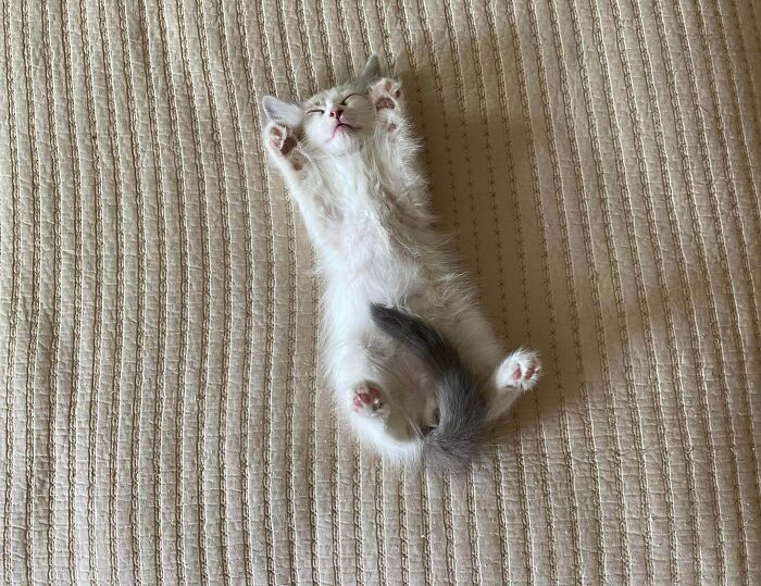 Kitten enjoying a nap on a textured beige blanket, showcasing adorable animals enjoying a nap peacefully.