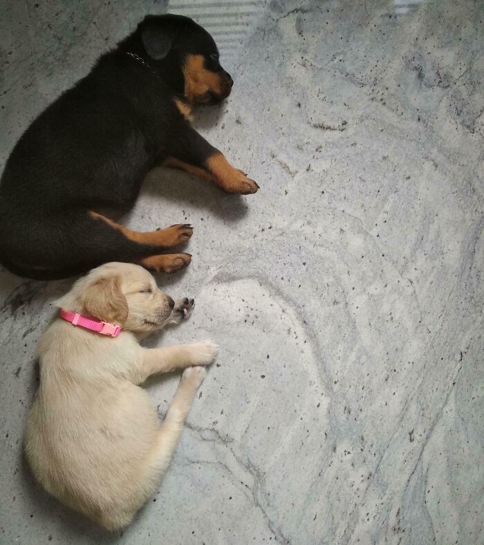 Two puppies enjoying a nap together on a marble floor, capturing adorable animals enjoying a nap moment.