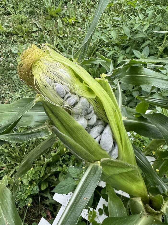 Unusual plant with large white seeds inside green husk, one of the most mysterious plants people found and asked about.