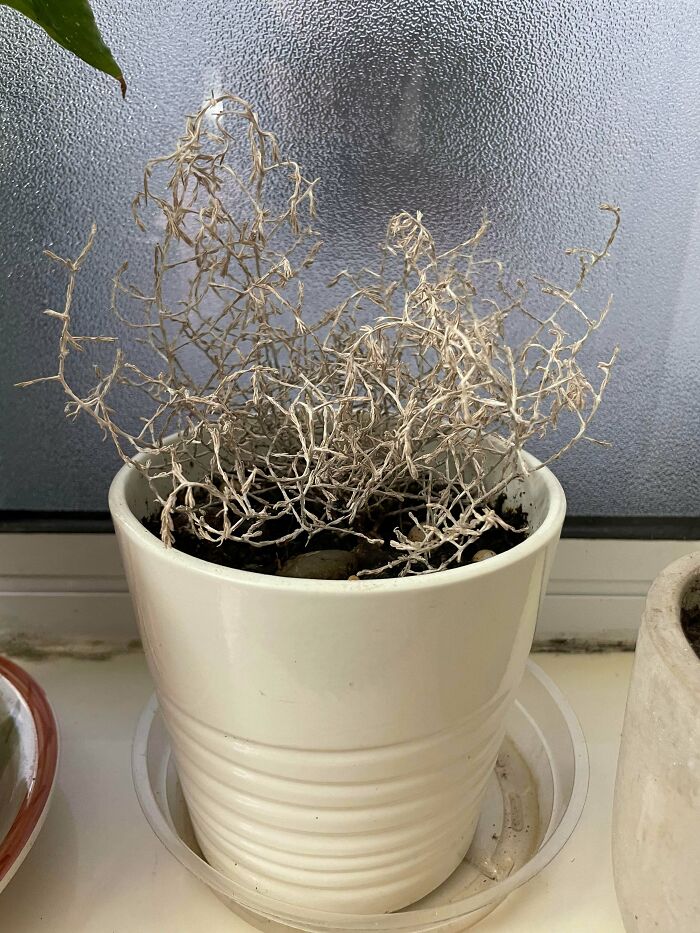 Dried mysterious plant with tangled branches in a white pot on a windowsill, example of mysterious plants people found.