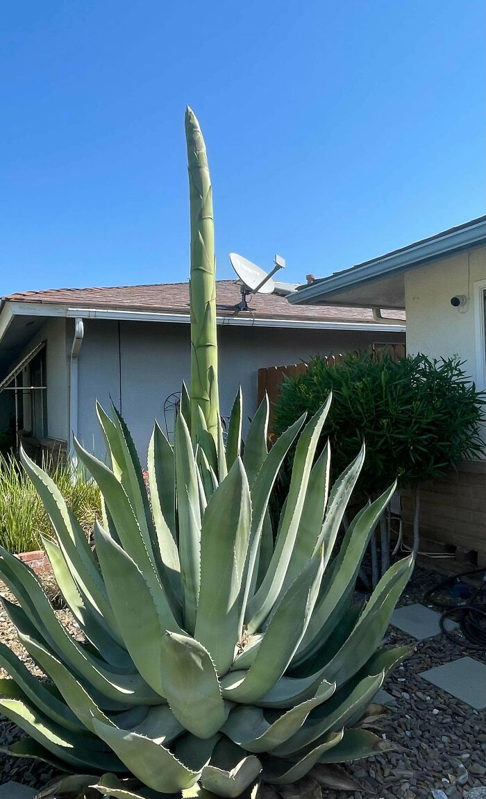 Large mysterious succulent plant with tall central stalk growing in a residential garden under clear blue sky