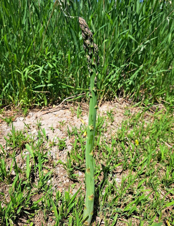Single mysterious plant stem growing in grassy soil, one of the most mysterious plants people found outdoors.