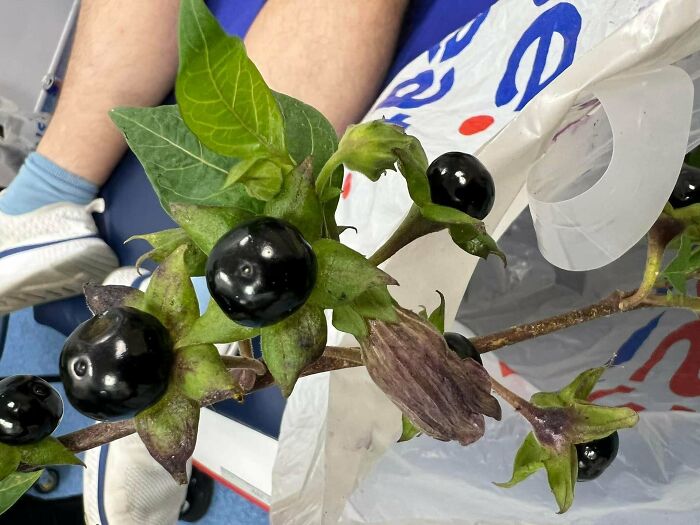 Close-up of mysterious plants with shiny black berries and green leaves, one of the most mysterious plants people found.