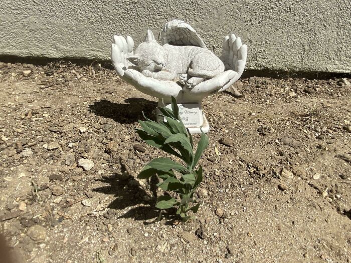 Small mysterious plant growing in dry soil next to a decorative angel cat statue in a garden setting.