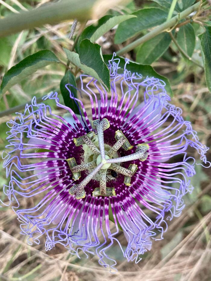 Close-up of a mysterious plant with intricate purple and white petals and green leaves in an outdoor natural setting.