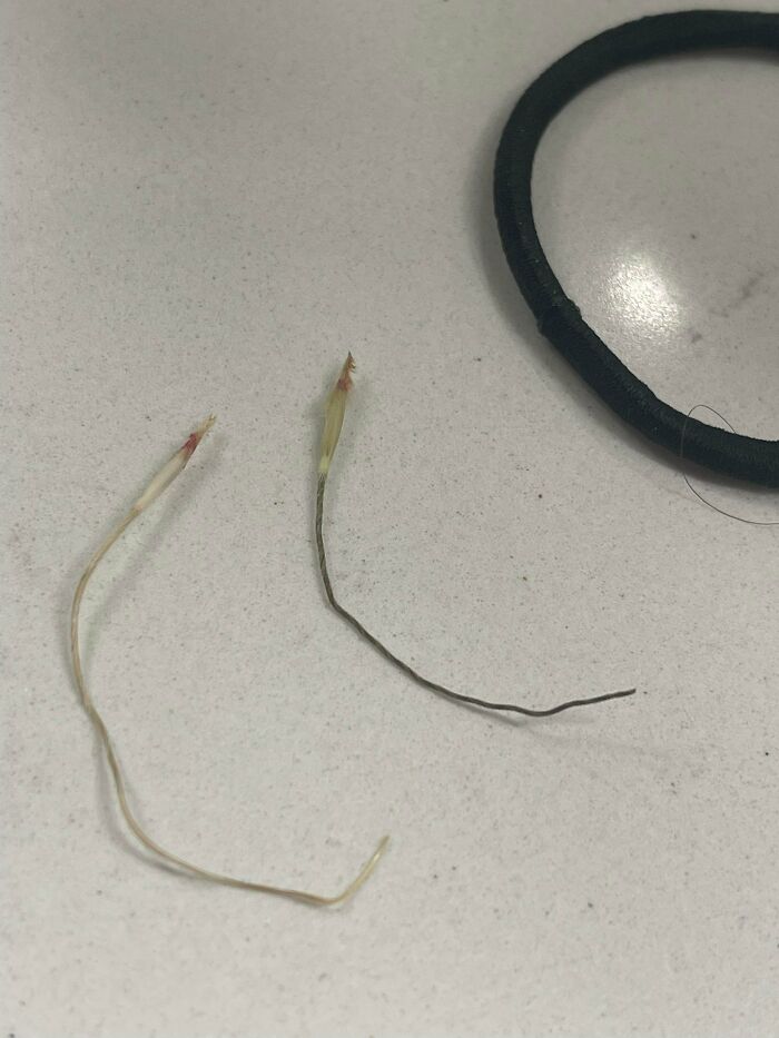 Two small mysterious plants with thin stems on a light surface next to a black hair tie, showing unusual plant growth.