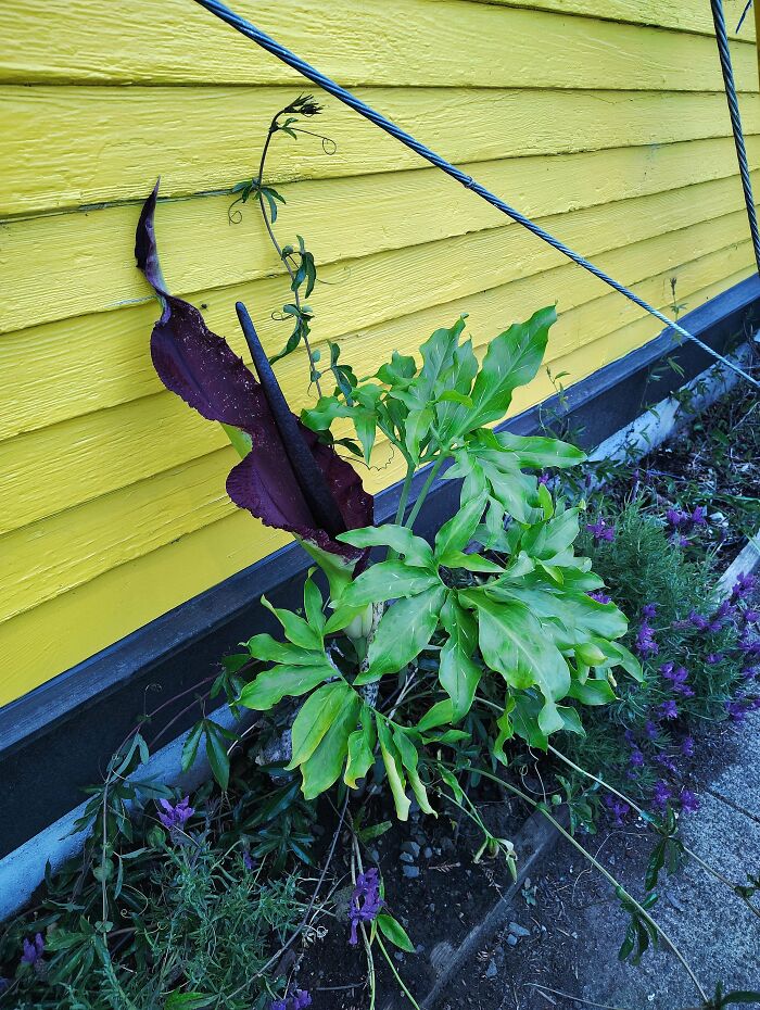 Unusual and mysterious plants with green and dark purple leaves growing beside a bright yellow wooden house wall outdoors.