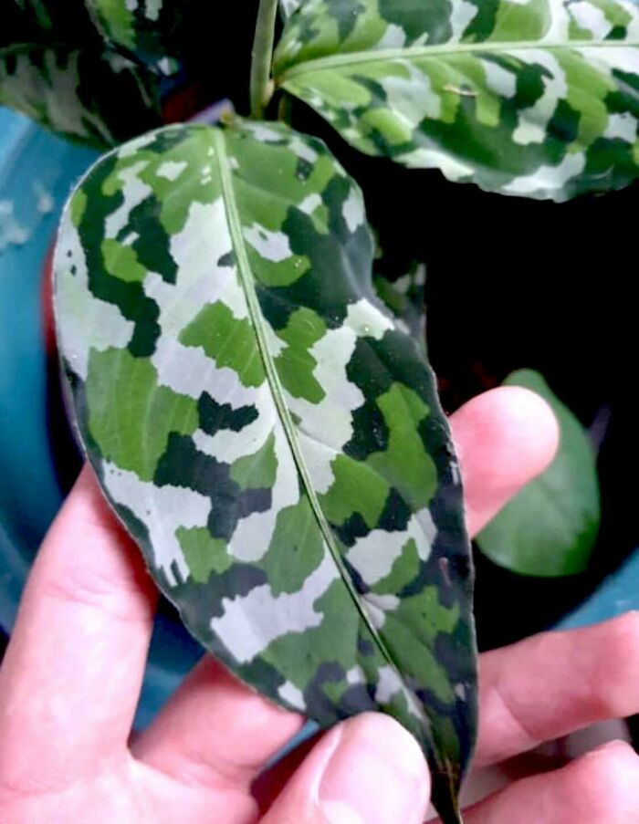 Close-up of a hand holding a leaf with unique camo-like patterns, one of the most mysterious plants people found.