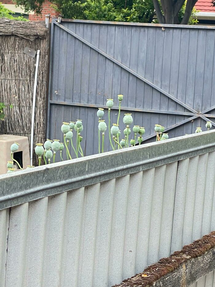 Unidentified green seed pods growing behind a metal fence, showcasing mysterious plants people found outdoors.