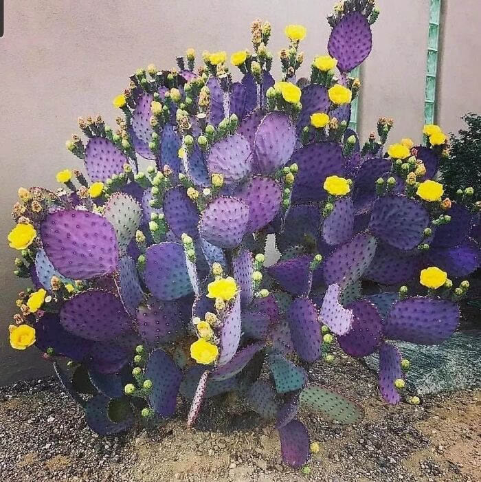 Purple cactus plant with yellow flowers, an example of mysterious plants people found and wondered about.