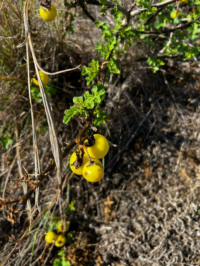 Close-up of a mysterious plant with small yellow berries and green leaves growing in dry, grassy terrain.