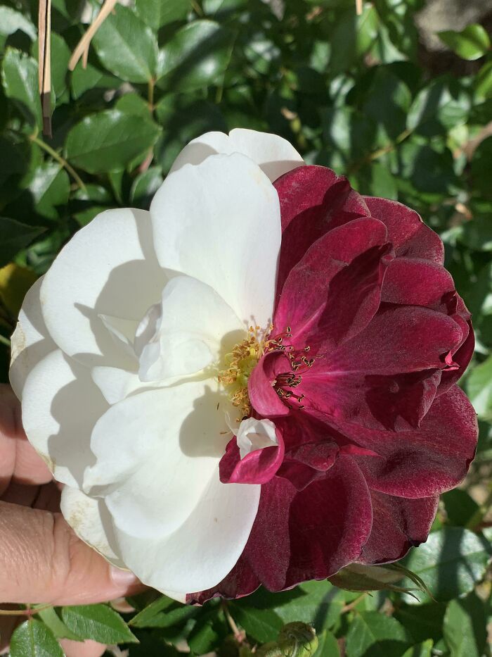 Close-up of a mysterious plant with one half of the flower white and the other half deep red petals outdoors.