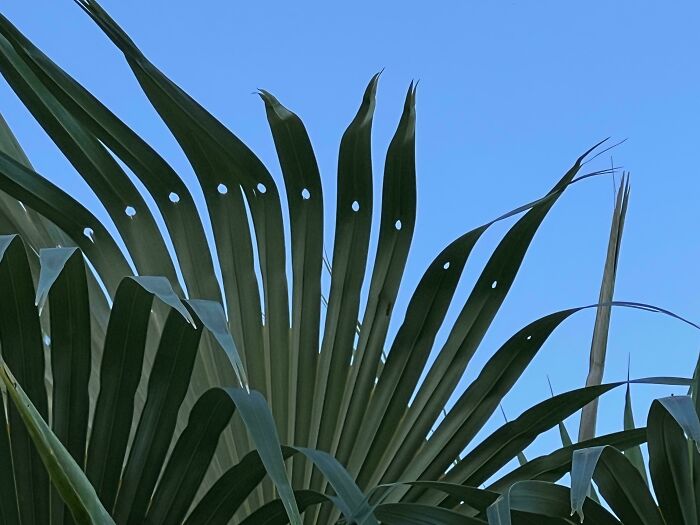 Close-up of mysterious plant leaves with unique holes against a clear blue sky, showcasing unusual mysterious plants found.