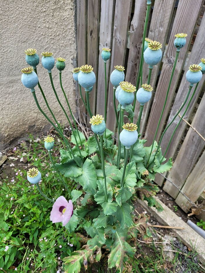 Mysterious plants with blue seed pods and green leaves growing next to a wooden fence in a garden setting.