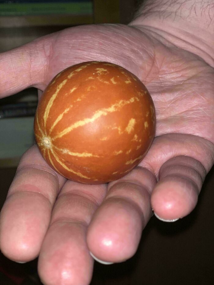Hand holding a small round orange fruit with light stripes, one of the mysterious plants people found and asked what it is.