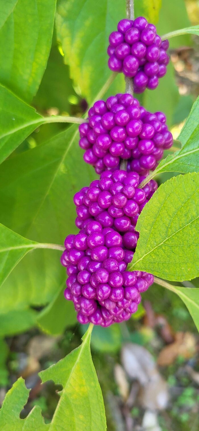 Clusters of vibrant purple berries on a mysterious plant among lush green leaves in a natural outdoor setting