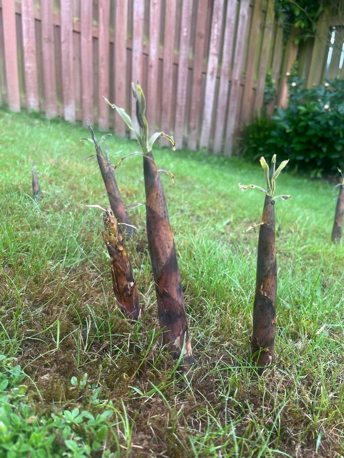 Unusual mysterious plants sprouting from grassy ground in a backyard near a wooden fence with new growth tips.
