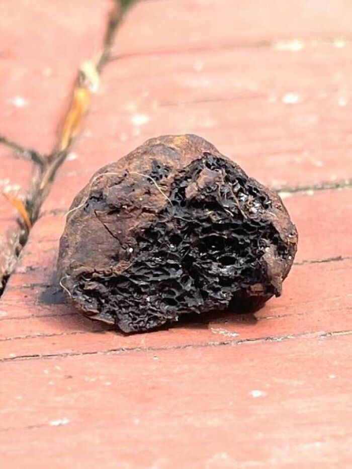 Close-up of a mysterious plant resembling a dark, textured fungus or growth found on a wooden surface outdoors.