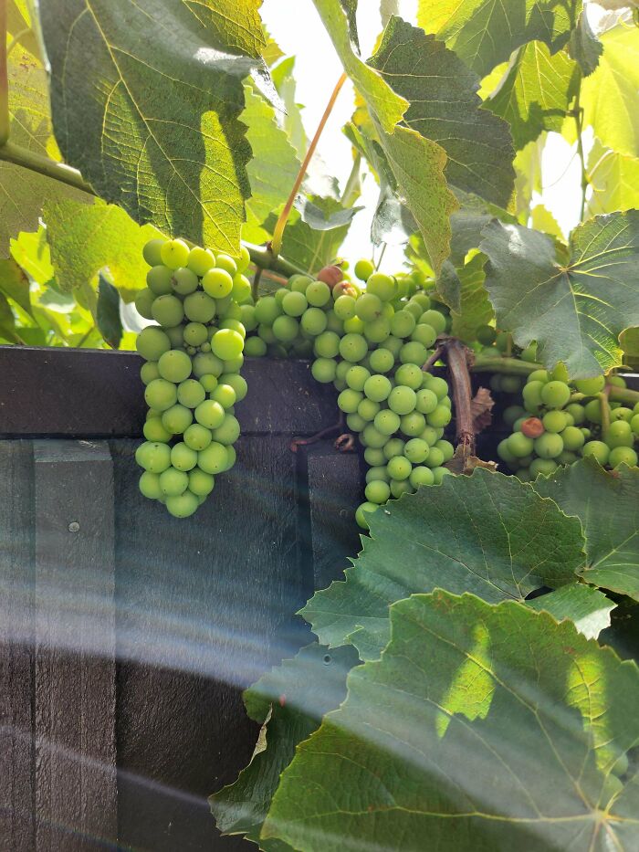 Green grape clusters hanging from vines with large leaves in natural sunlight, showcasing mysterious plants people found.