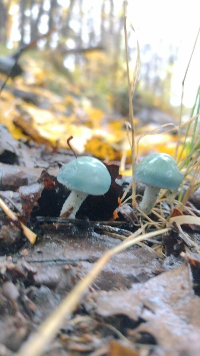 Close-up of two mysterious blue mushrooms growing among autumn leaves on forest floor in natural setting.