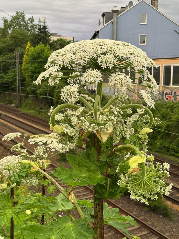 Large mysterious plant with white umbrella-shaped flowers growing near railway tracks and residential buildings.