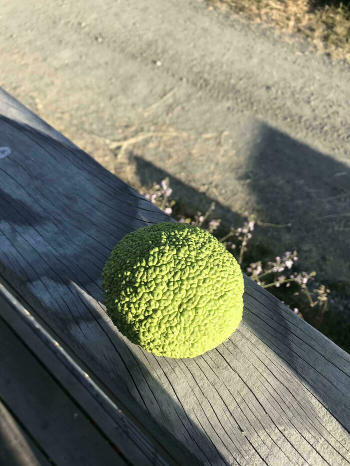 Bright green mysterious plant with a bumpy texture resting on weathered wooden surface outdoors in sunlight