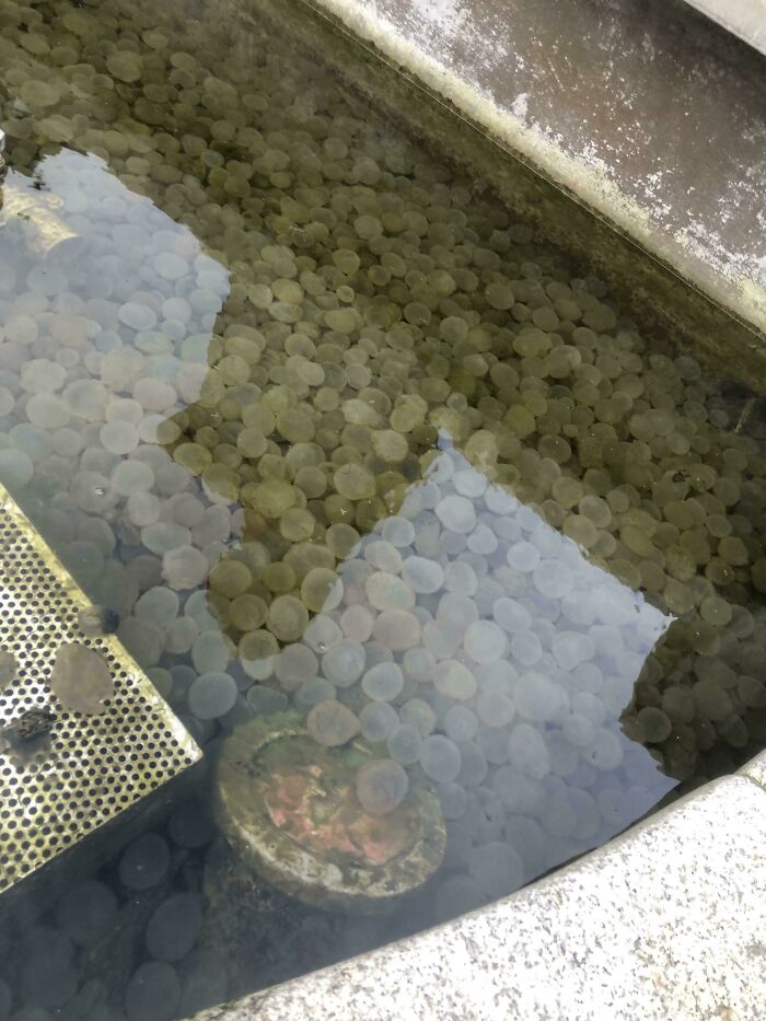 Close-up of mysterious aquatic plants submerged in water, showing numerous round, translucent leaves clustered densely.