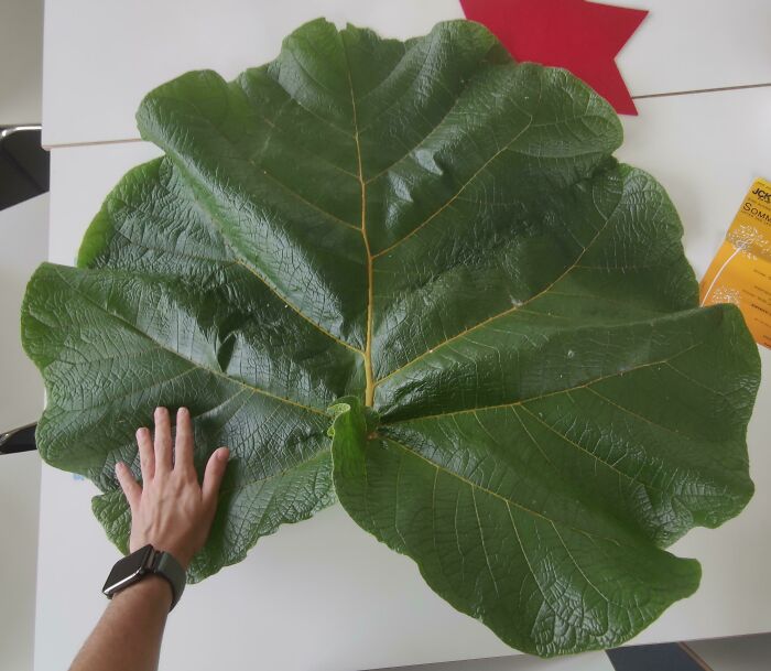 Large mysterious green plant leaf with prominent veins and textured surface, hand placed beside for size comparison.