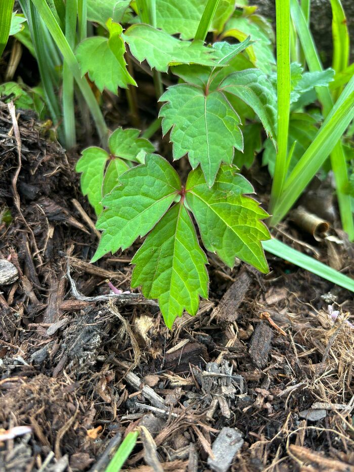 Green mysterious plant with serrated leaves growing among mulch and grass in a natural outdoor setting.