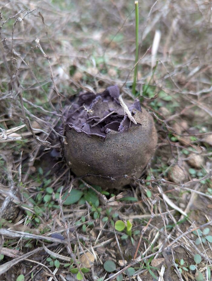 Unusual round plant with c*****d top surrounded by dry grass and small green leaves, a mysterious plant found outdoors.
