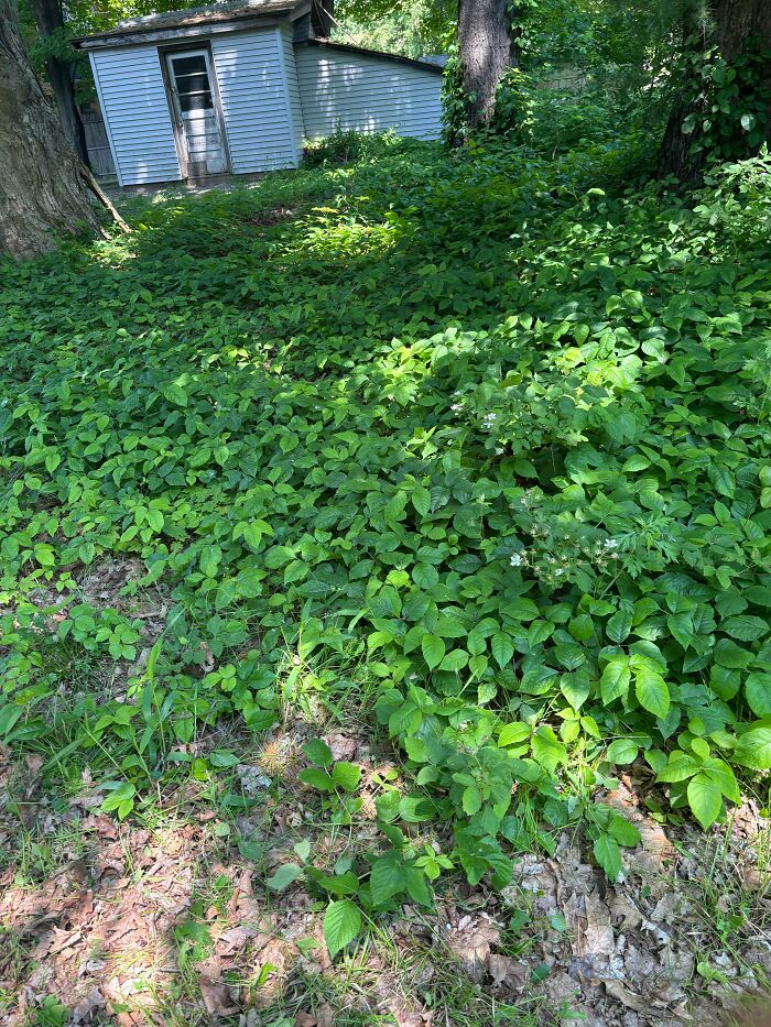 Dense mysterious plants covering the ground near trees and a small shed in a wooded backyard setting.