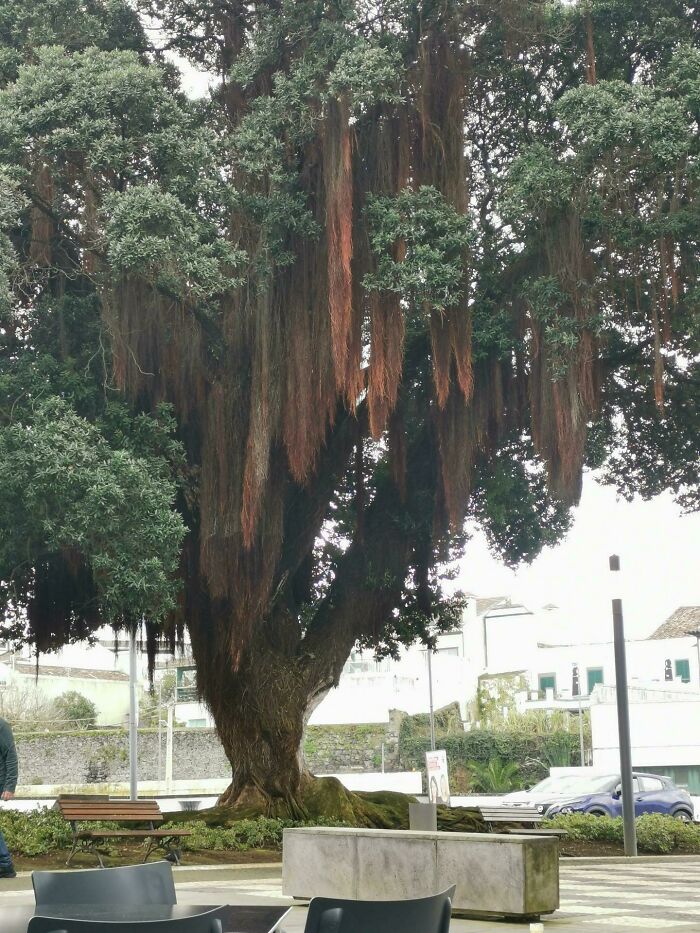 Large mysterious tree with long hanging roots surrounded by urban benches and buildings, showcasing unusual mysterious plants.