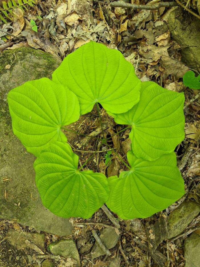 Bright green mysterious plant with large heart-shaped leaves forming a circular pattern on forest floor with dry leaves and rocks.
