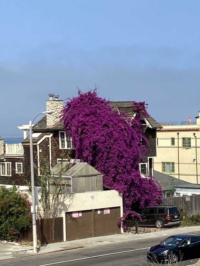 Large mysterious plant with vibrant purple flowers covering a house exterior in a suburban neighborhood.